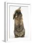 Lionhead Rabbit with Windmill Ears, Sitting Up-Mark Taylor-Framed Photographic Print