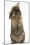 Lionhead Rabbit with Windmill Ears, Sitting Up-Mark Taylor-Mounted Photographic Print