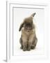 Lionhead Rabbit with Windmill Ears, Sitting Up-Mark Taylor-Framed Photographic Print