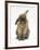 Lionhead Rabbit with Windmill Ears, Sitting Up-Mark Taylor-Framed Photographic Print