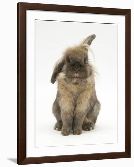 Lionhead Rabbit with Windmill Ears, Sitting Up-Mark Taylor-Framed Photographic Print