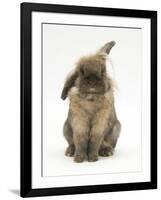 Lionhead Rabbit with Windmill Ears, Sitting Up-Mark Taylor-Framed Photographic Print