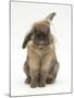 Lionhead Rabbit with Windmill Ears, Sitting Up-Mark Taylor-Mounted Photographic Print