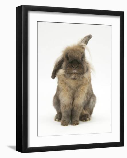 Lionhead Rabbit with Windmill Ears, Sitting Up-Mark Taylor-Framed Photographic Print