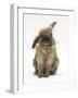 Lionhead Rabbit with Windmill Ears, Sitting Up-Mark Taylor-Framed Photographic Print