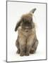 Lionhead Rabbit with Windmill Ears, Sitting Up-Mark Taylor-Mounted Photographic Print