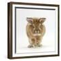 Lionhead X Lop Rabbit, Tedson, Running, Against White Background-Mark Taylor-Framed Photographic Print