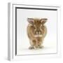 Lionhead X Lop Rabbit, Tedson, Running, Against White Background-Mark Taylor-Framed Photographic Print