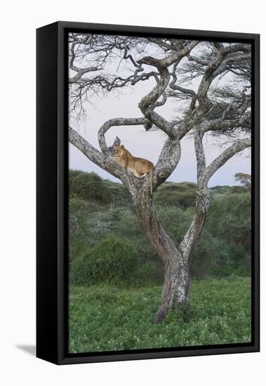 Lionness Lies in an Acacia, Ngorongoro Conservation Area, Tanzania-James Heupel-Framed Stretched Canvas