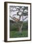 Lionness Lies in an Acacia, Ngorongoro Conservation Area, Tanzania-James Heupel-Framed Photographic Print