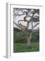 Lionness Lies in an Acacia, Ngorongoro Conservation Area, Tanzania-James Heupel-Framed Photographic Print