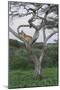 Lionness Lies in an Acacia, Ngorongoro Conservation Area, Tanzania-James Heupel-Mounted Photographic Print