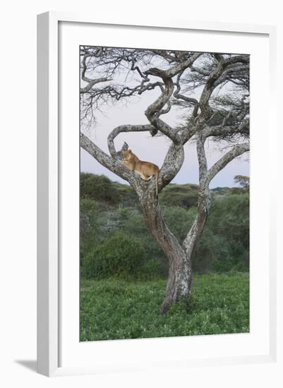 Lionness Lies in an Acacia, Ngorongoro Conservation Area, Tanzania-James Heupel-Framed Photographic Print