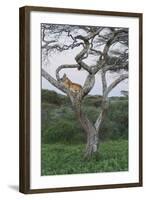 Lionness Lies in an Acacia, Ngorongoro Conservation Area, Tanzania-James Heupel-Framed Photographic Print