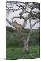 Lionness Lies in an Acacia, Ngorongoro Conservation Area, Tanzania-James Heupel-Mounted Photographic Print