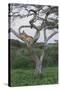 Lionness Lies in an Acacia, Ngorongoro Conservation Area, Tanzania-James Heupel-Stretched Canvas