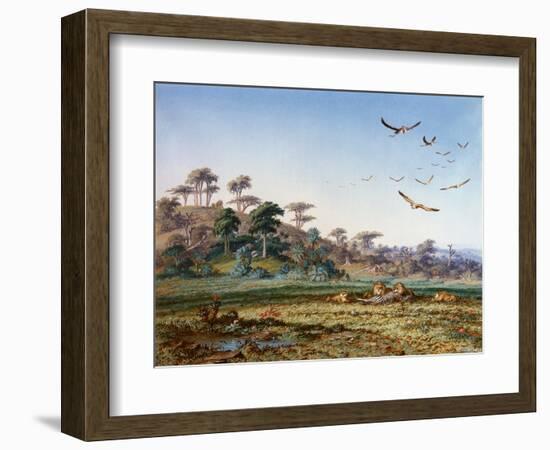 Lions and Dead Quagga-Thomas Baines-Framed Art Print