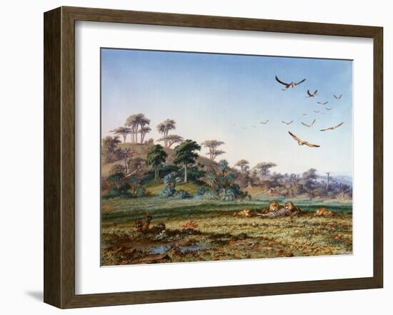 Lions and Dead Quagga-Thomas Baines-Framed Art Print