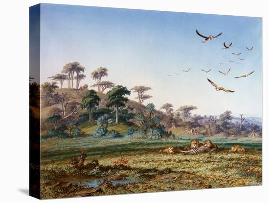 Lions and Dead Quagga-Thomas Baines-Stretched Canvas