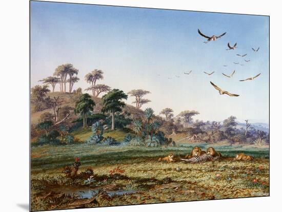 Lions and Dead Quagga-Thomas Baines-Mounted Art Print