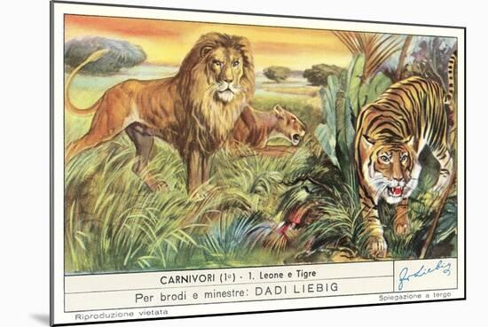 Lions and Tiger-null-Mounted Art Print