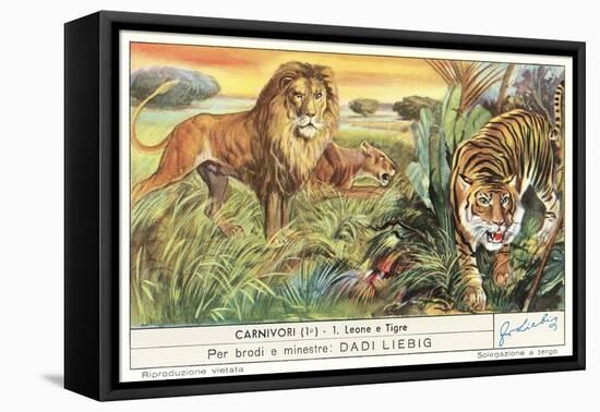 Lions and Tiger-null-Framed Stretched Canvas