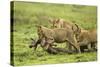 Lions and Wildebeest Kill-null-Stretched Canvas