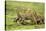 Lions and Wildebeest Kill-null-Stretched Canvas