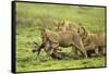 Lions and Wildebeest Kill-null-Framed Stretched Canvas