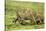 Lions and Wildebeest Kill-null-Stretched Canvas