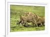 Lions and Wildebeest Kill-null-Framed Photographic Print