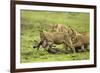 Lions and Wildebeest Kill-null-Framed Photographic Print