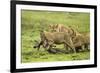 Lions and Wildebeest Kill-null-Framed Photographic Print