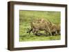 Lions and Wildebeest Kill-null-Framed Photographic Print