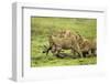 Lions and Wildebeest Kill-null-Framed Photographic Print