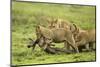 Lions and Wildebeest Kill-null-Mounted Photographic Print