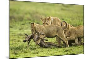 Lions and Wildebeest Kill-null-Mounted Photographic Print