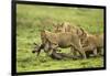 Lions and Wildebeest Kill-null-Framed Photographic Print