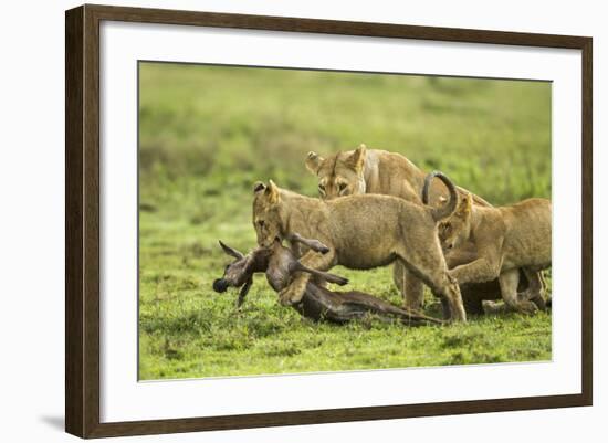 Lions and Wildebeest Kill-null-Framed Photographic Print