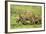 Lions and Wildebeest Kill-null-Framed Photographic Print