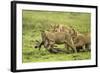 Lions and Wildebeest Kill-null-Framed Photographic Print