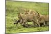 Lions and Wildebeest Kill-null-Mounted Photographic Print