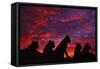 Lions at Sunset-null-Framed Stretched Canvas