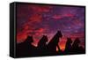 Lions at Sunset-null-Framed Stretched Canvas