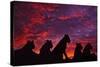 Lions at Sunset-null-Stretched Canvas