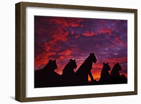 Lions at Sunset-null-Framed Photographic Print