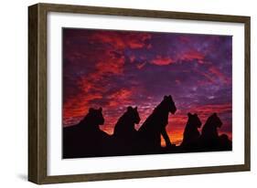 Lions at Sunset-null-Framed Photographic Print