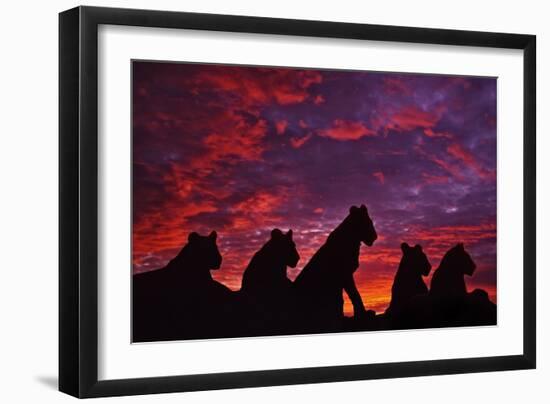 Lions at Sunset-null-Framed Photographic Print