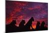 Lions at Sunset-null-Mounted Photographic Print