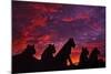 Lions at Sunset-null-Mounted Photographic Print